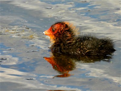 Jonge meerkoet photo