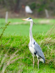 Blauwe reiger