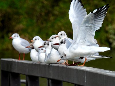Kokmeeuwen