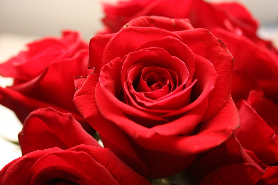 Flower red bloom