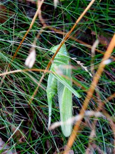 Grote groene sabelsprinkhaan