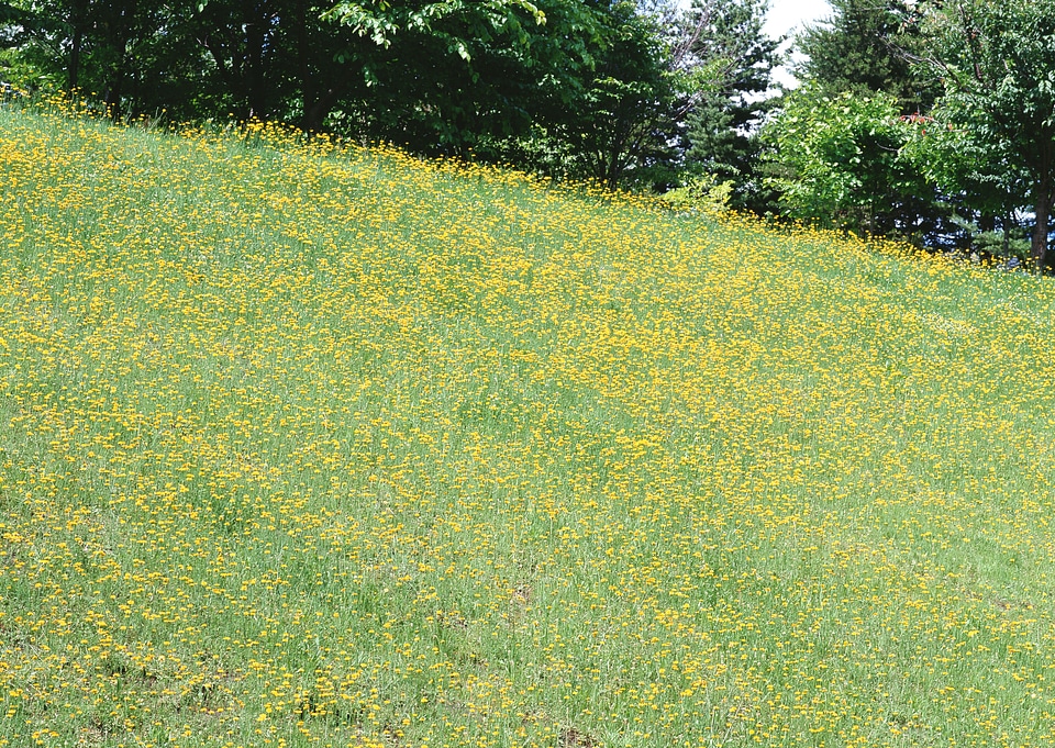Field of Dahlberg daisy in the garden