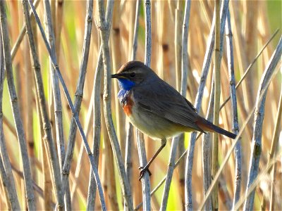 Blauwborst