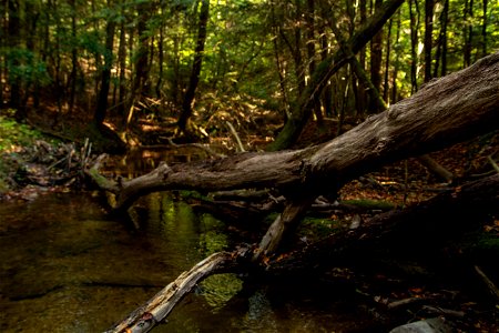 Dismals Canyon photo