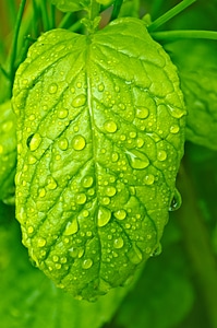Water Drops On The Leaf photo