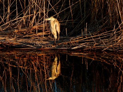 Blauwe reiger