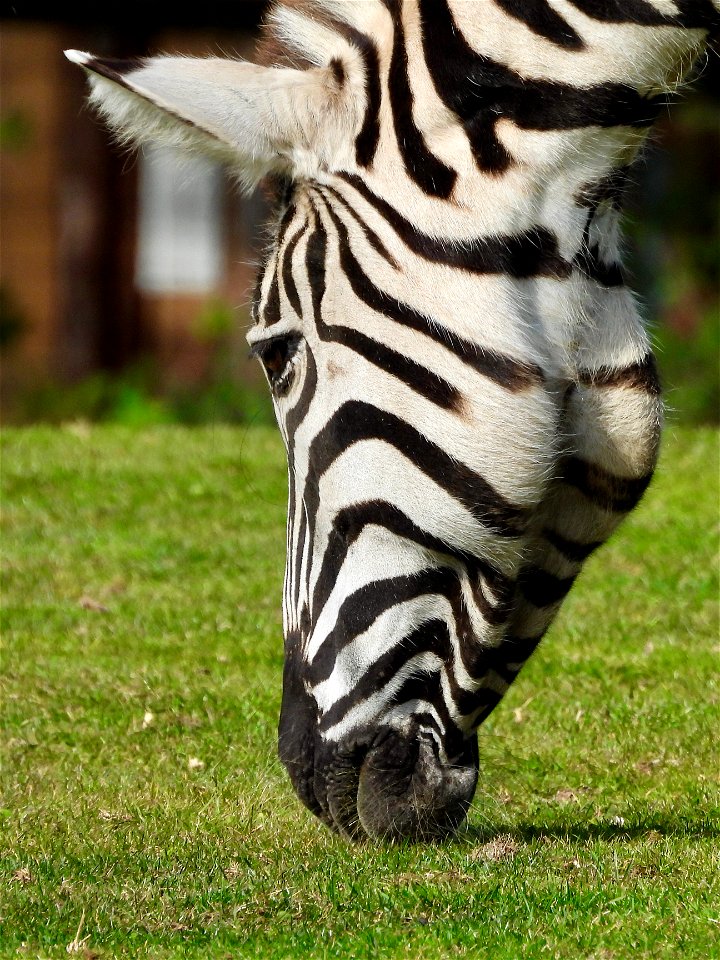 Zebra