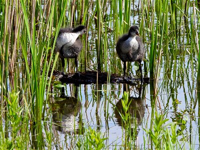 Jonge meerkoeten photo