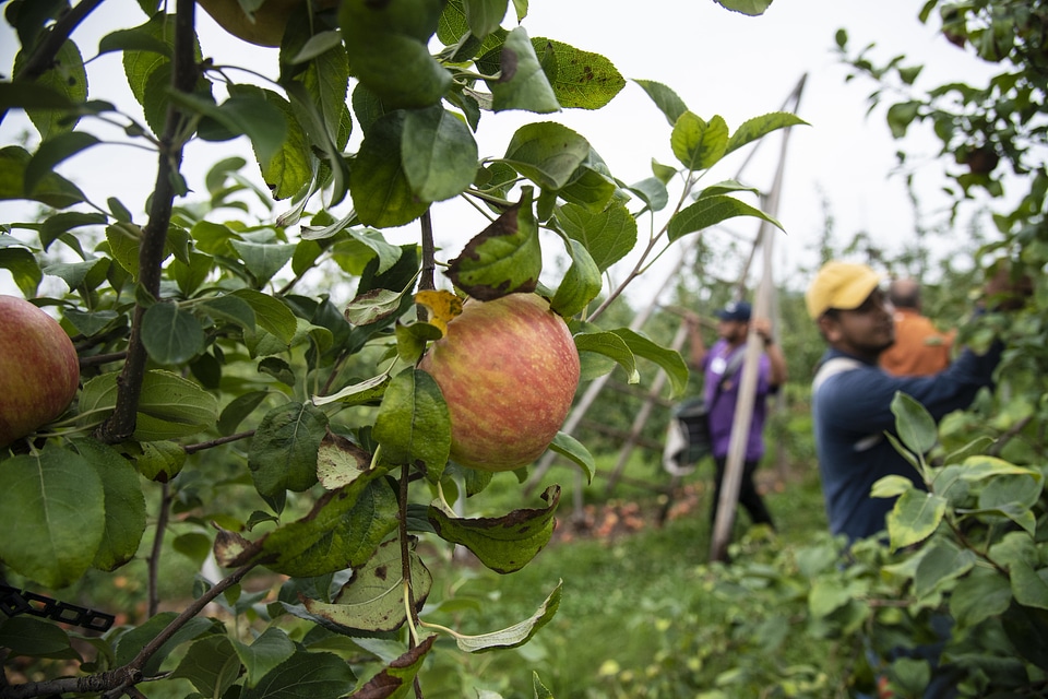 Men Picking Apples In Organic Orchard