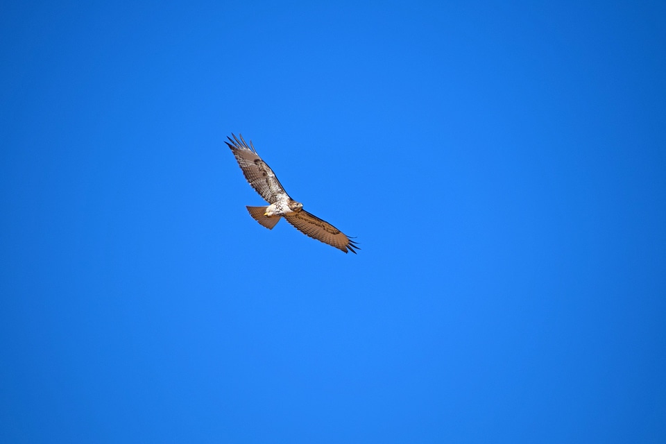 A Red-Tailed Hawk takes flight