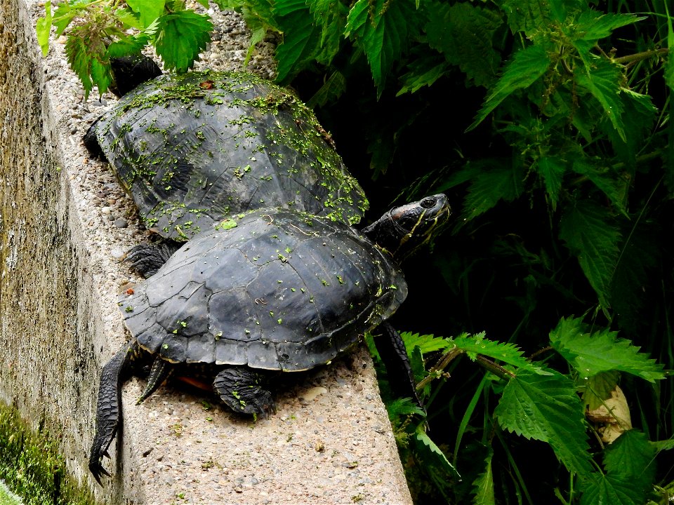 Schildpadden in de stadsgracht