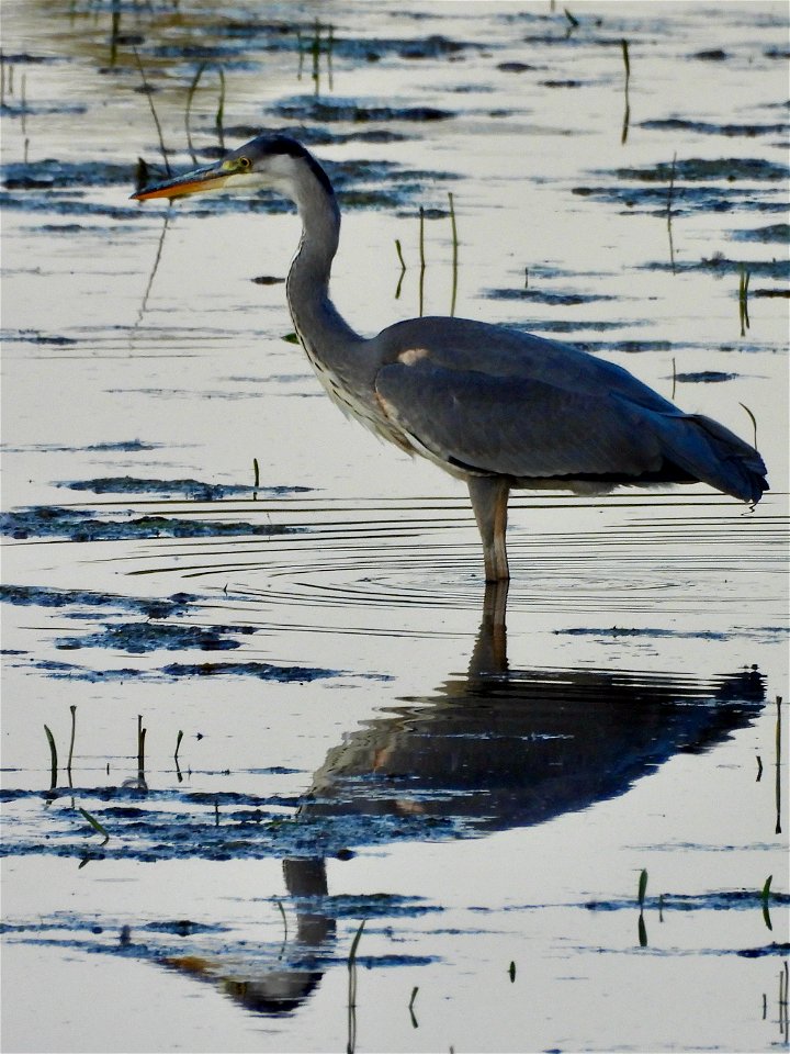 Blauwe reiger