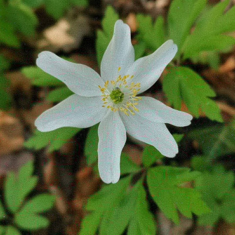 Blume