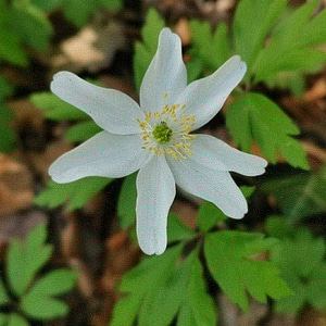 Blume