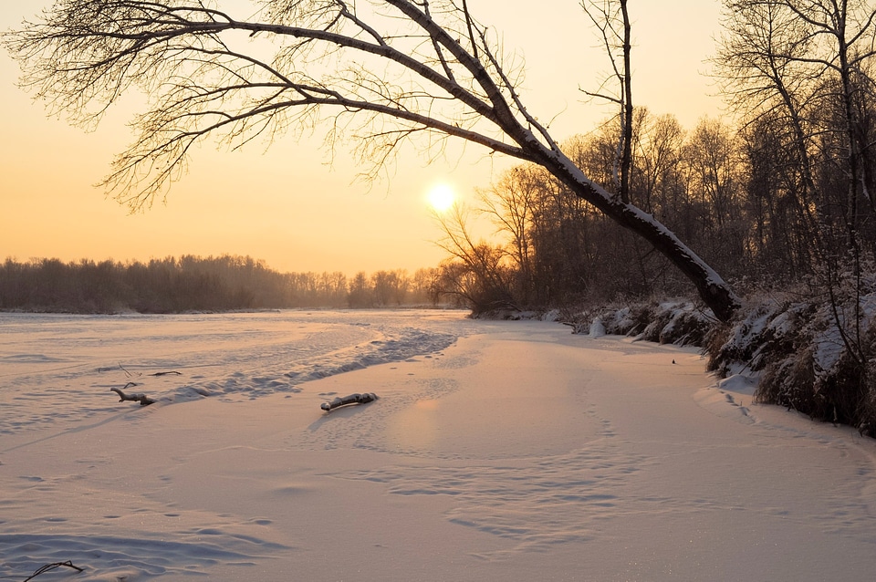 Nature forest sun