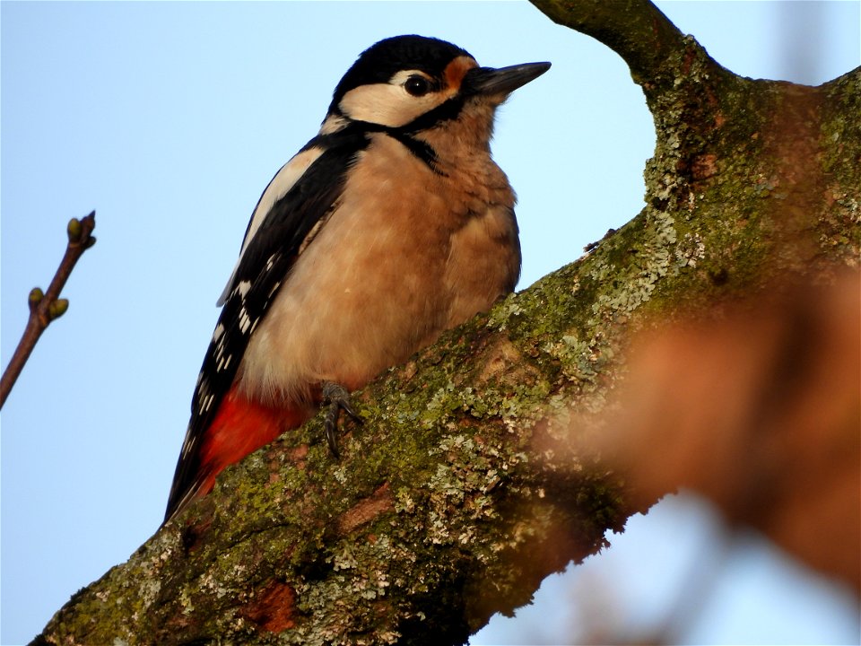 Grote bonte specht