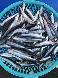 raw anchovies photo