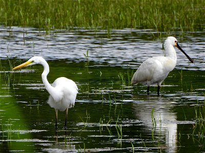 Zilverreiger en lepelaar