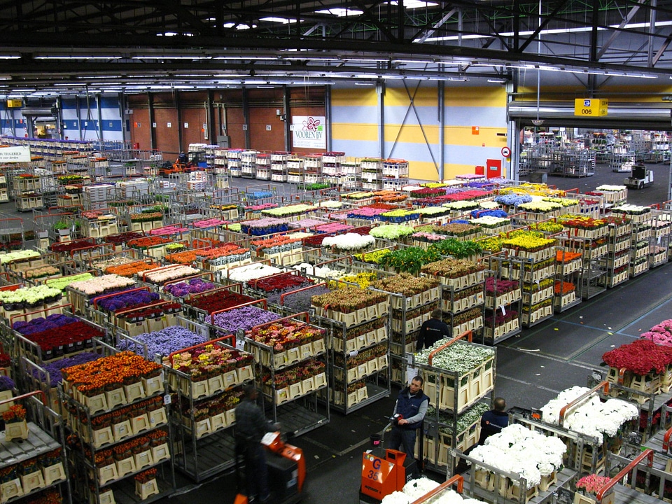 Flower auction in Aalsmeer