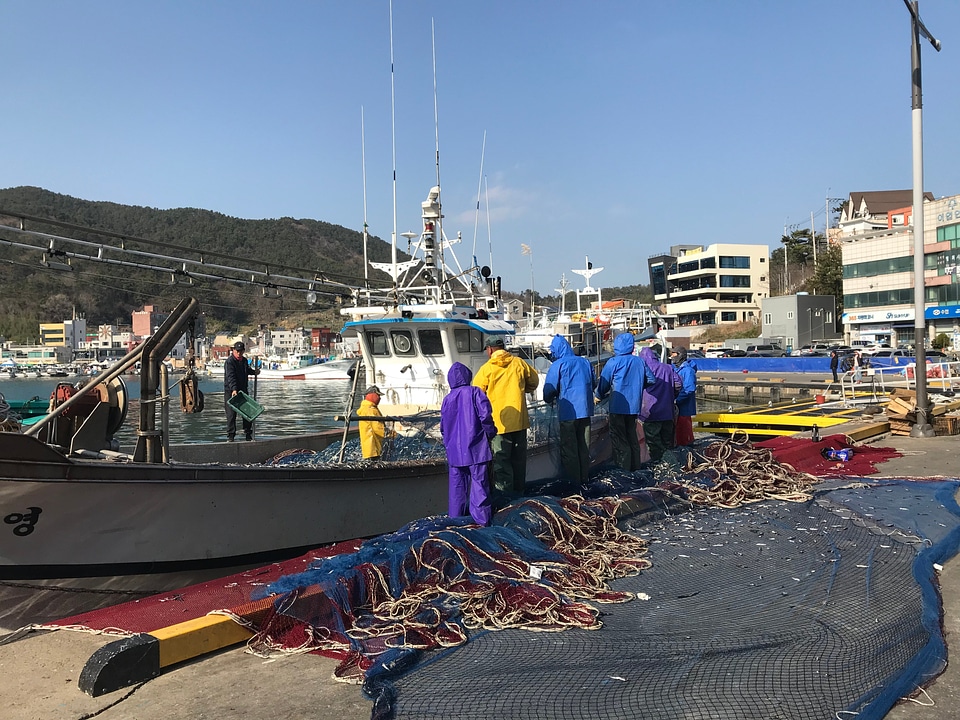 Fresh Catch of anchovies fish with Fishing Net