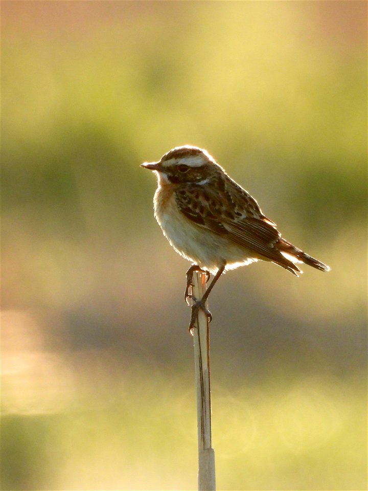 Paapje
