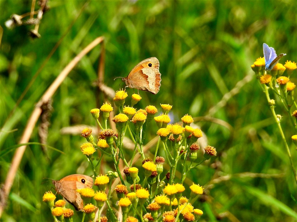 Bonte zandoogjes en icarusblauwtje