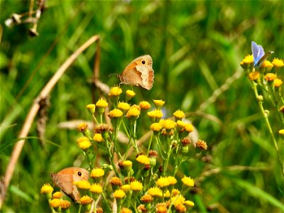 Bonte zandoogjes en icarusblauwtje