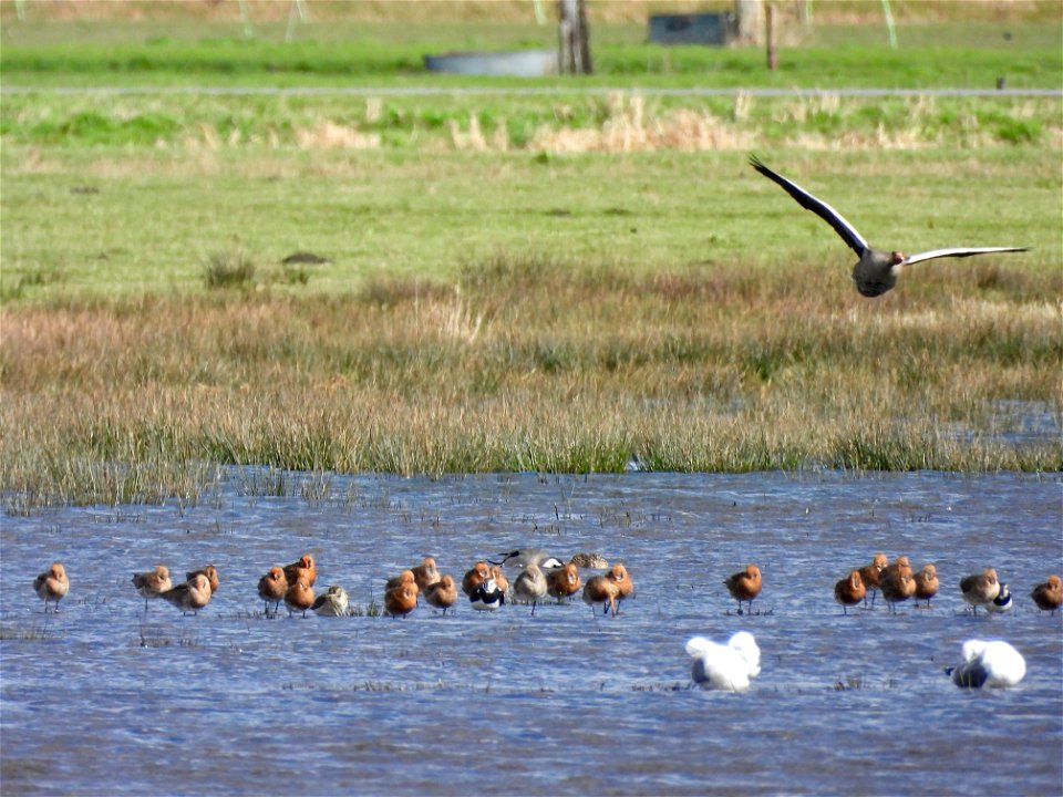 Vogels op het water