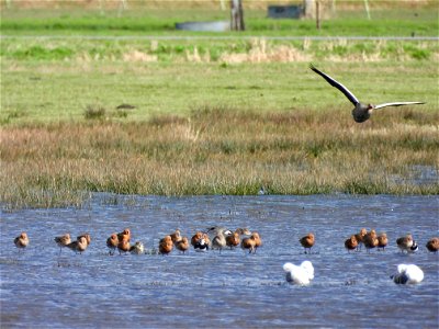 Vogels op het water photo