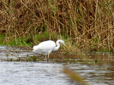 Zilverreiger