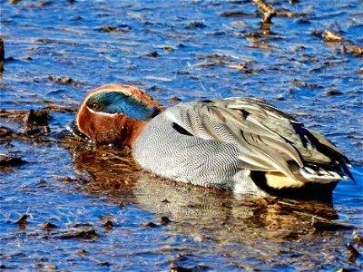 Wintertaling