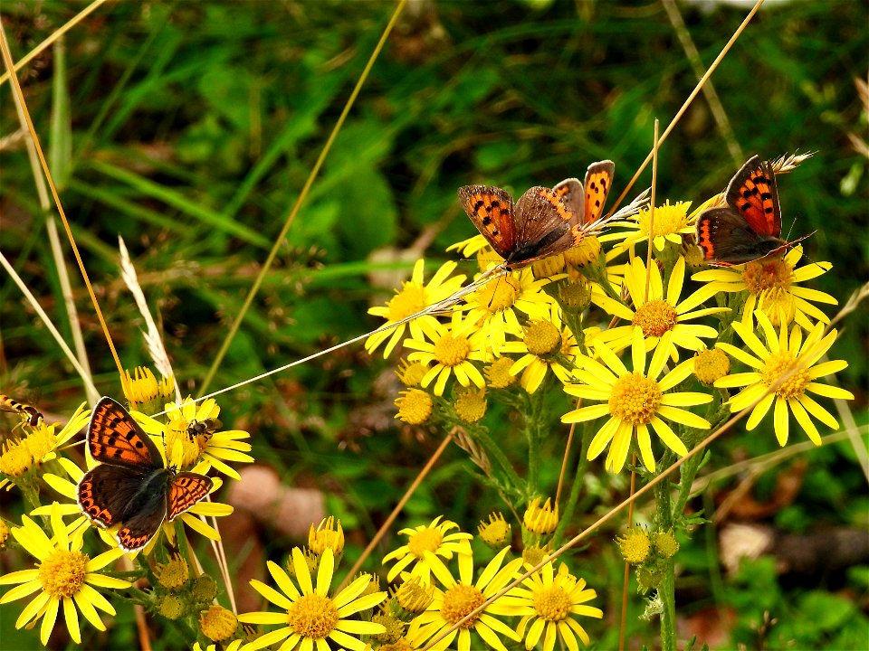 Kleine vuurvlinders en bruine vuurvlinders