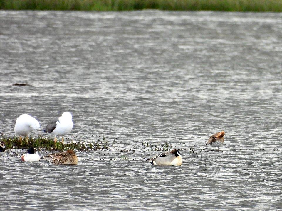 Pijlstaart, slobeenden, grutto, meeuwen
