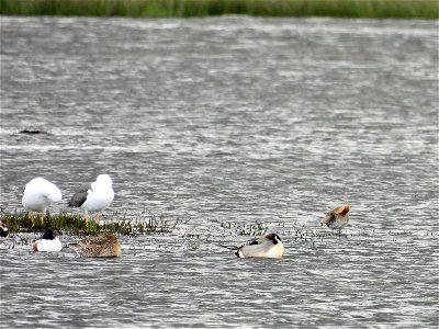 Pijlstaart, slobeenden, grutto, meeuwen