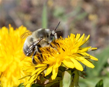 unid-been-4may2019-home-x