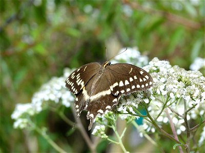 Palamedes swallowtail