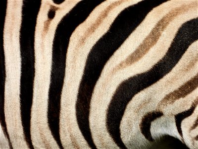 Zebra-patroon photo