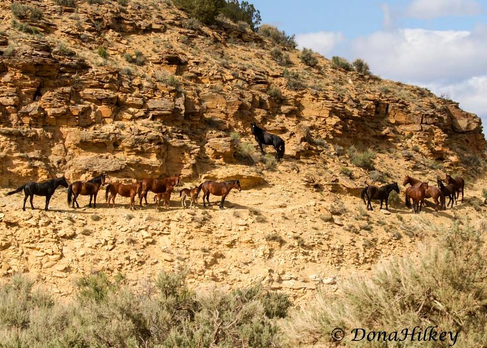 Piceance Wild Horses