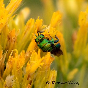 Cuckoo Wasp photo