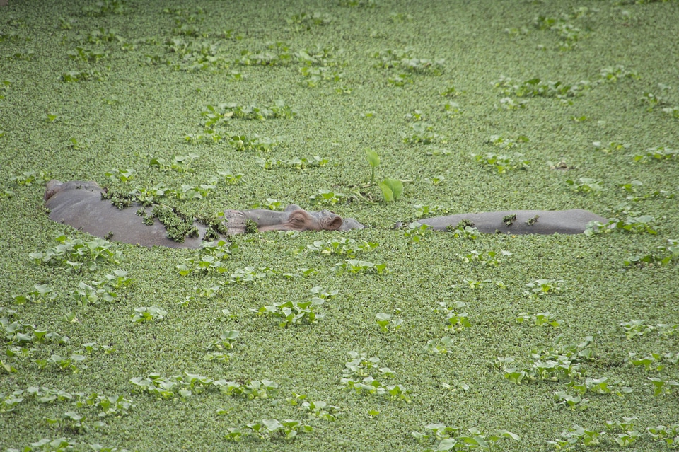 ADULT HIPPOPOTAMUS PARTIALLY SUBMERGED IN WATER POND