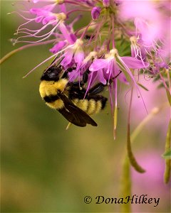 Yellow Bumble Bee photo