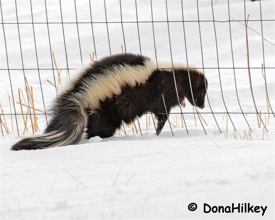 skunk-17jan2020-home-2-