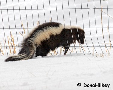 skunk-17jan2020-home-2-