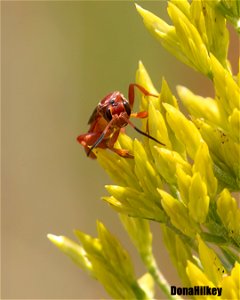 Genus Spilichneumon photo