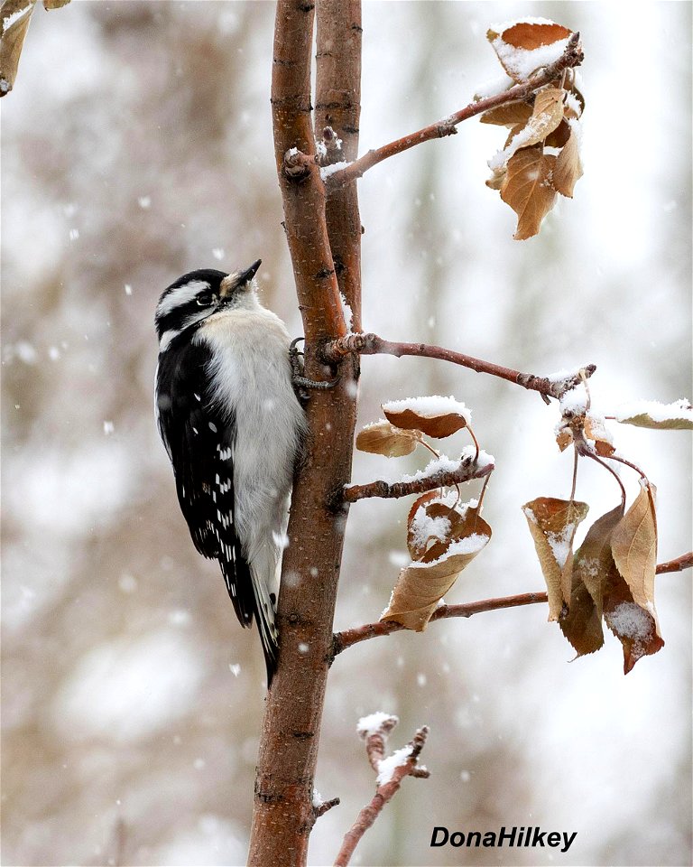 Downy Woodpecker