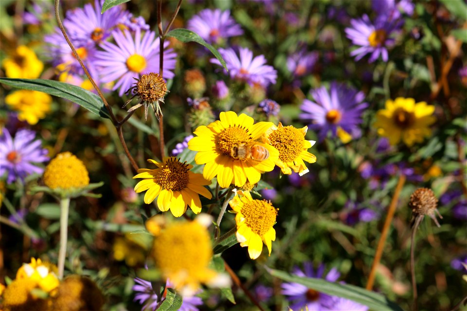 Wildflowers on the Sandia Ranger District