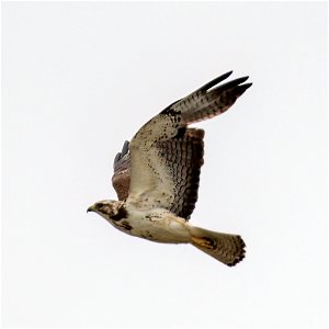 Swainson's Hawk