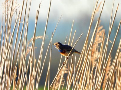 Blauwborst