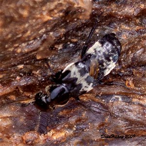 Hairy Rove Beetle