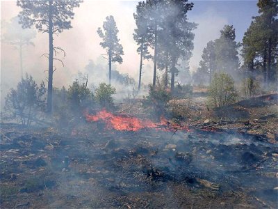 Thunderbird Prescribed Burn
